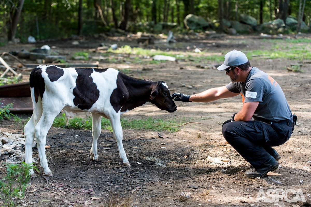 ASPCA's tweet photo. #UPDATE: 26 indicted in New England's largest #farm #animal cruelty case. Full story: https://t.co/8hseBmIzo9 https://t.co/Tr6YJ7o5fH