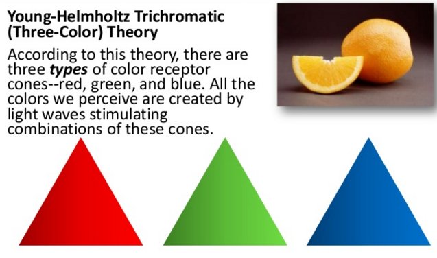 AP Psychology Review on Twitter "YoungHelmholtz