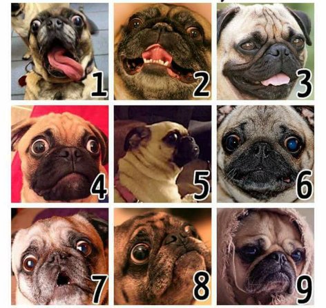 PugClubEC tweet picture