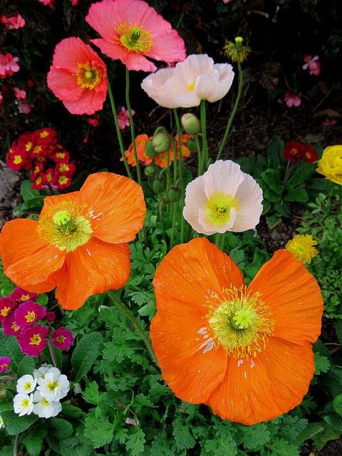 TalismaTeamoleo's tweet photo. @reginac66472149 @rafaejose3 @leilasbsantos @Camac_Rejas @enosms Boa tarde.abençoada  semana https://t.co/4ceRNY0mpB