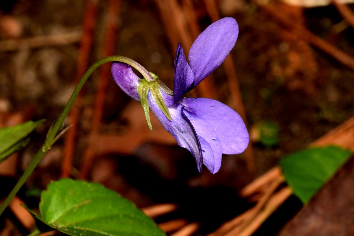 hsauquet_bgsyd's tweet photo. #discoverplants of the day: Viola reichenbachiana (#Violaceae), @u_psud campus, Orsay, France #Malpighiales #SpringInOrsay #UPSudNativeFlora https://t.co/Fd7Wqdxy1o
