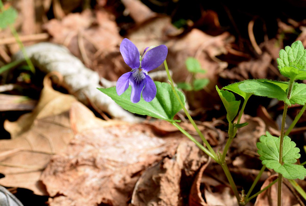 hsauquet_bgsyd's tweet photo. #discoverplants of the day: Viola reichenbachiana (#Violaceae), @u_psud campus, Orsay, France #Malpighiales #SpringInOrsay #UPSudNativeFlora https://t.co/Fd7Wqdxy1o