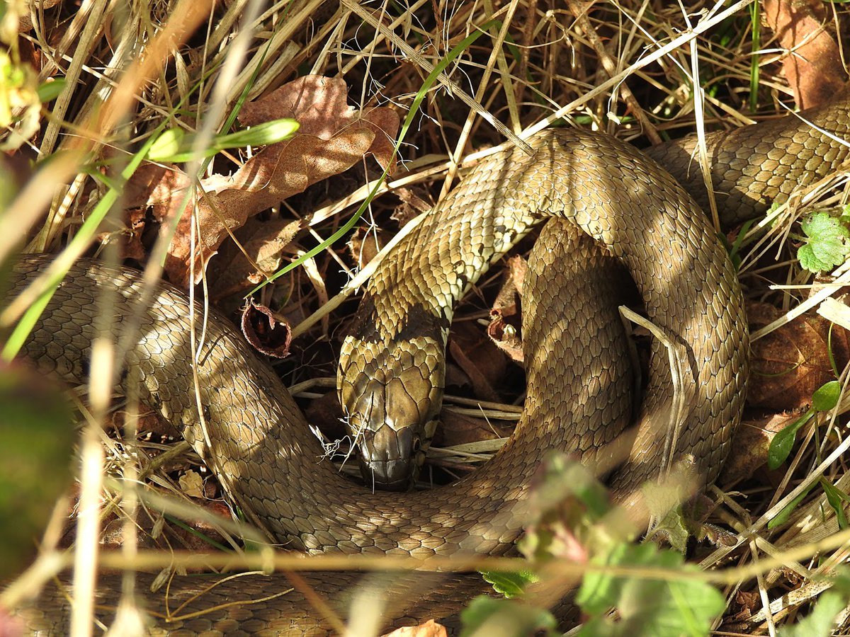 naturebotherer's tweet photo. Basking Grass Snake at RSPB Pulborough Brooks. Two Adders also seen. @ARGroupsUK @ARC_Bytes @RSPB_SouthEast 

https://t.co/SpTZbb3Dr8 https://t.co/lPcHzKJY5j