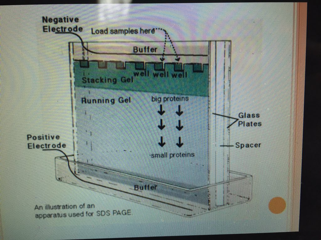 RAPp132NR's tweet photo. #p132NR3
The electric field is generated by the two charged probes. The proteins (neg) experience the charge https://t.co/LOum7SsO51