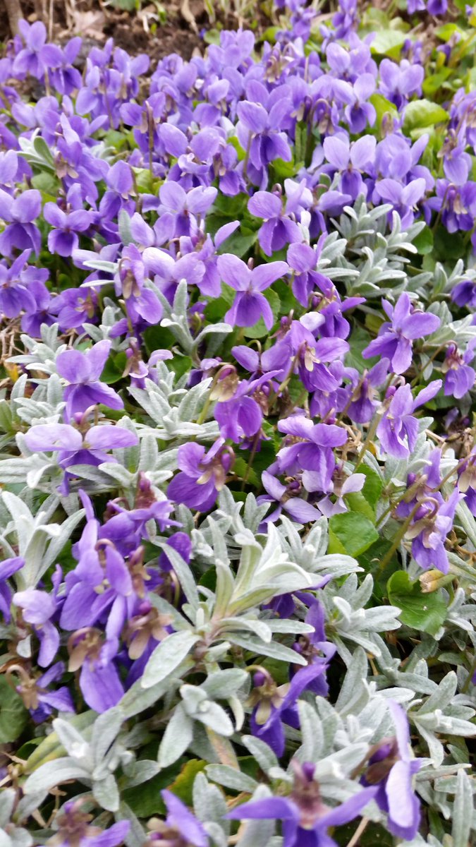 #spring