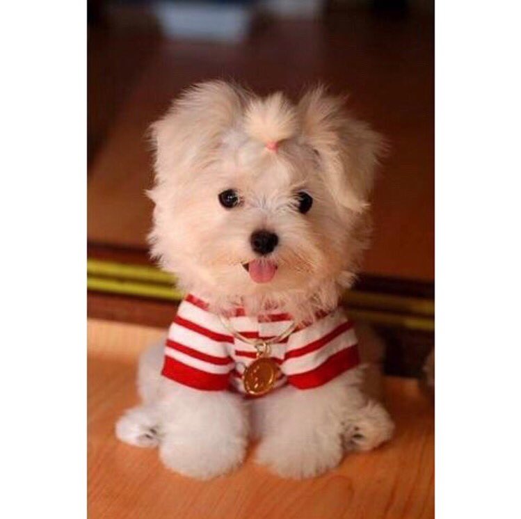 Dogiestyless's tweet photo. #dogs #fashion #Trendy #doglovers #smalldogs #love #trendydogs #animals #cute https://t.co/r2sLvnMB9h