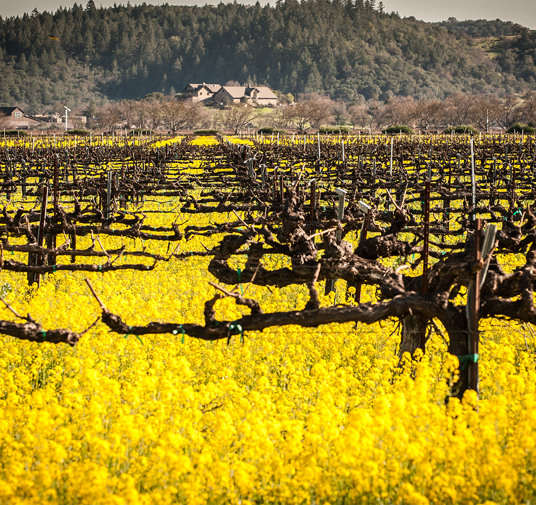 CardinaleWinery's tweet photo. The beautiful bloom of mustard still lingering outside the Cardinale Estate. https://t.co/AqLBV8jJZg #EveryNoteInspired https://t.co/jG0KzJI8AL