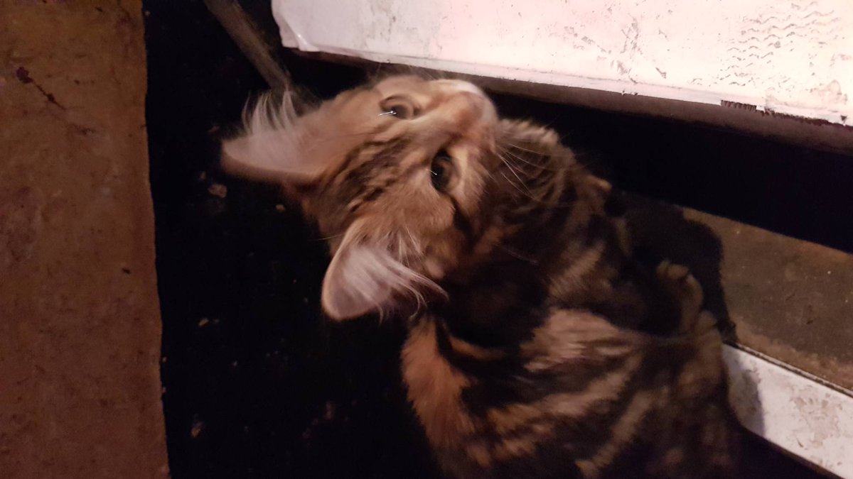 FoolsFortunes's tweet photo. Miso! The secret star of our new #webseries #tiemedown Isn't she gorgeous! Owned by Vaulty Towers the bar we are shooting in today! https://t.co/4UPId3f2vH