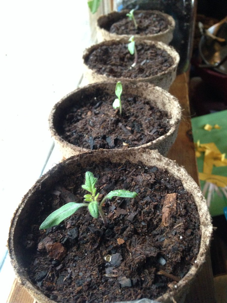 MEHomestead's tweet photo. I found these sprouting inside a tomato that was going bad, or maybe it was going good? #gardening https://t.co/qRgPcPuTgs