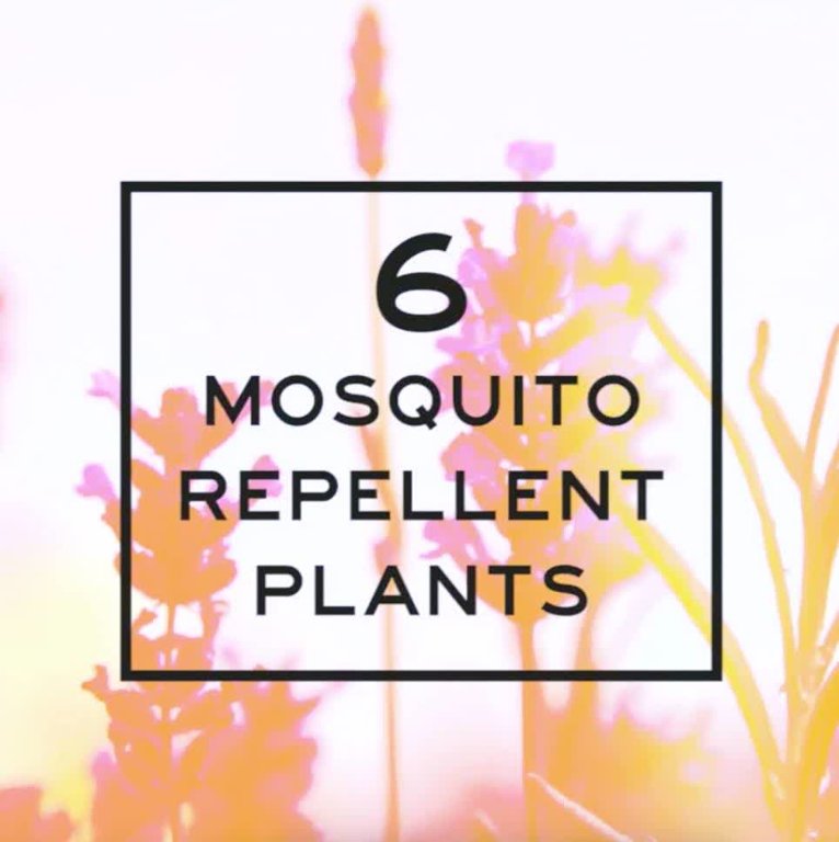 CoHearthandHome's tweet image. 6 Mosquito Repellent Plants: qoo.ly/eihdf