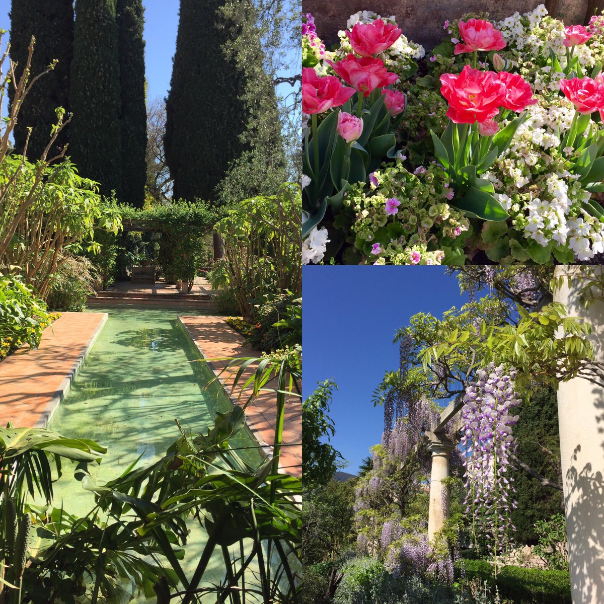 Les beaux jardins de la villa Ephrussi de Rothschild à Saint-Jean-Cap-Ferrat 🌺☀️👍
#cotedazurfrance
#VillaEphrussideRothschild