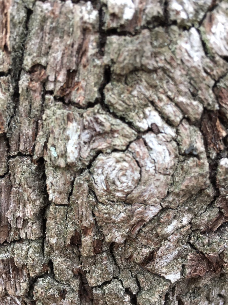 Mrs_Febus's tweet photo. @HudsonElem We read Swirl by Swirl and Patterns in Nature then made spirals and scholars were so excited to find swirls at the playground. https://t.co/XvYxWTduuM
