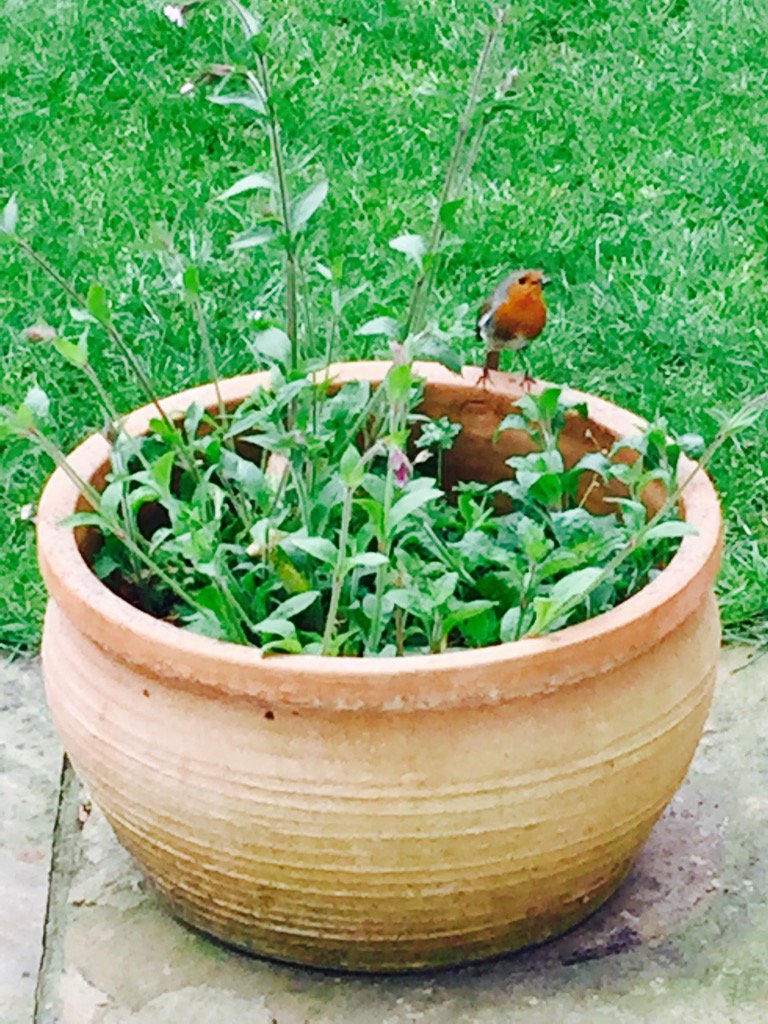 mrsgeb1's tweet photo. Watchful... but friendly...
#Robinbabies🐦🐦 https://t.co/iMbwtenqbF