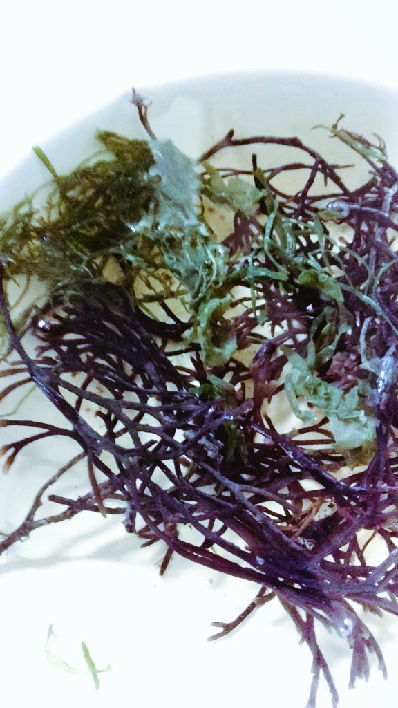 Justlovefood's tweet photo. Soaking seaweed from Jura in Scotland, for seabutter for skate
#seaweed #eatmoreseaweed #scotland #wildproduce #pickyourown #seabutter https://t.co/ubYr2VkQAi