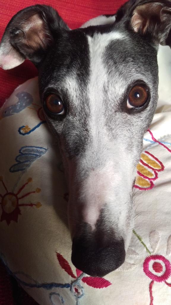 CosaigInners's tweet photo. #doesmynoselookbiginthis ? #houndsoftwitter https://t.co/ZwUcPcg4zX