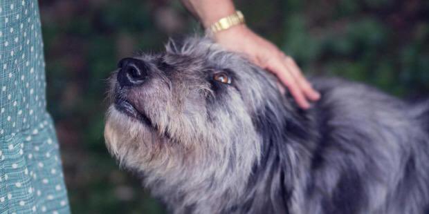 Animal_Watch's tweet photo. Talking to your dog is a sign of intelligence https://t.co/5vZvBoEAQl @Independent MT @UChicago https://t.co/tosVisks1u