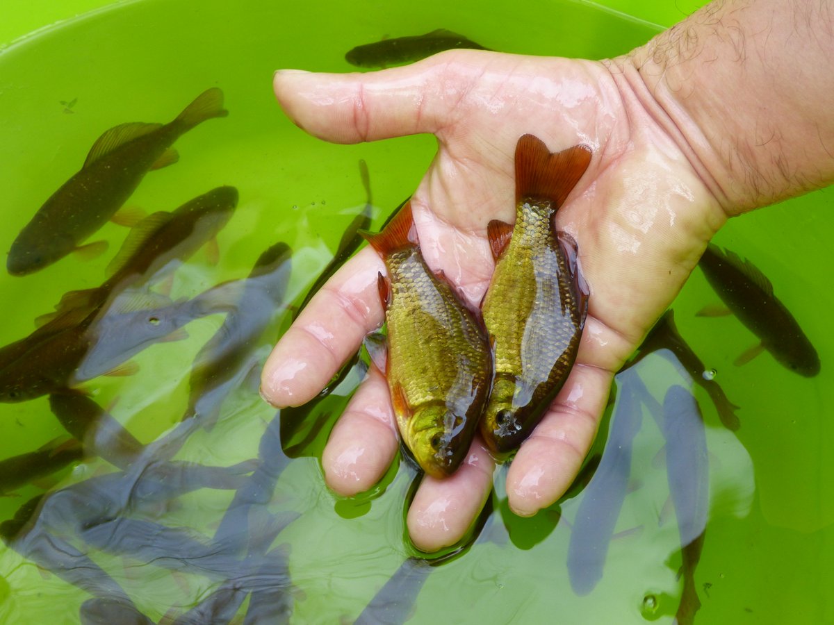 uclponds's tweet photo. Success!!! Recruitment of #cruciancarp at our 10th re-intro pond. We are seriously expanding its wild #Norfolk distribution @AnglingTrust https://t.co/U0SyurhzaZ