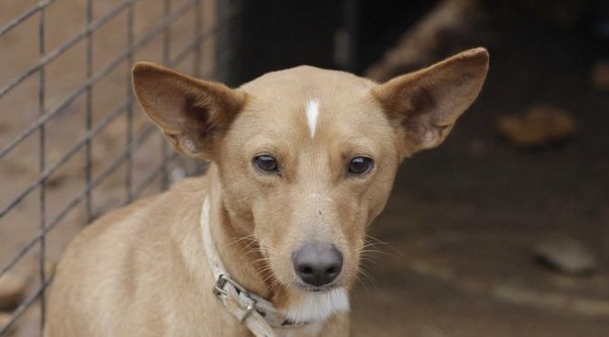 asociacAyandena's tweet photo. Este #pequeño se llama #Tuenty,es #precioso pero un poco #miedoso.. LE DEVOLVEMOS LA FE EN ELSER HUMANO?😰#adopta #perrito #ojos #amor #share https://t.co/pStam7AOuK