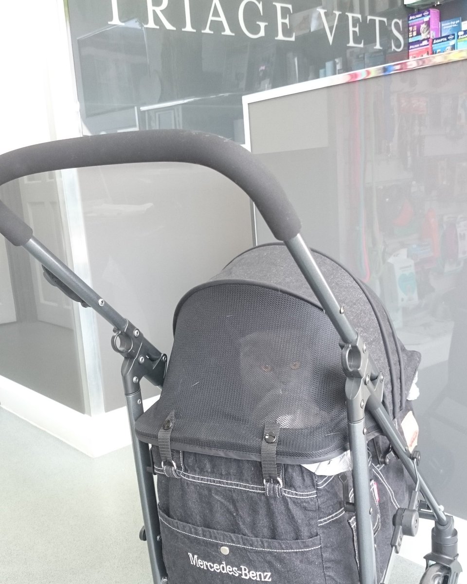 TriageVets's tweet photo. Talk about arriving in style! 
Pickle and Bolgil protested the cat carrier so mummy brought a cat buggy!
#triagevets @MercedesBenz #catbuggy https://t.co/t325CyjTt1