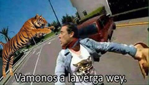 "Tienen un maldito tigre" #TheWalkingDead
