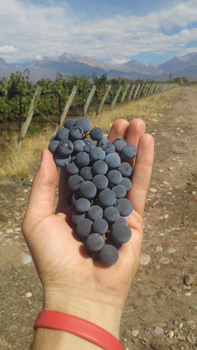 pg_benavides's tweet photo. Muestreo de Uva para Kalós Cru 2017. Esta semana cosechamos.@KalosWines @agus_debernardi @juanilosada https://t.co/j87n6HPdQr