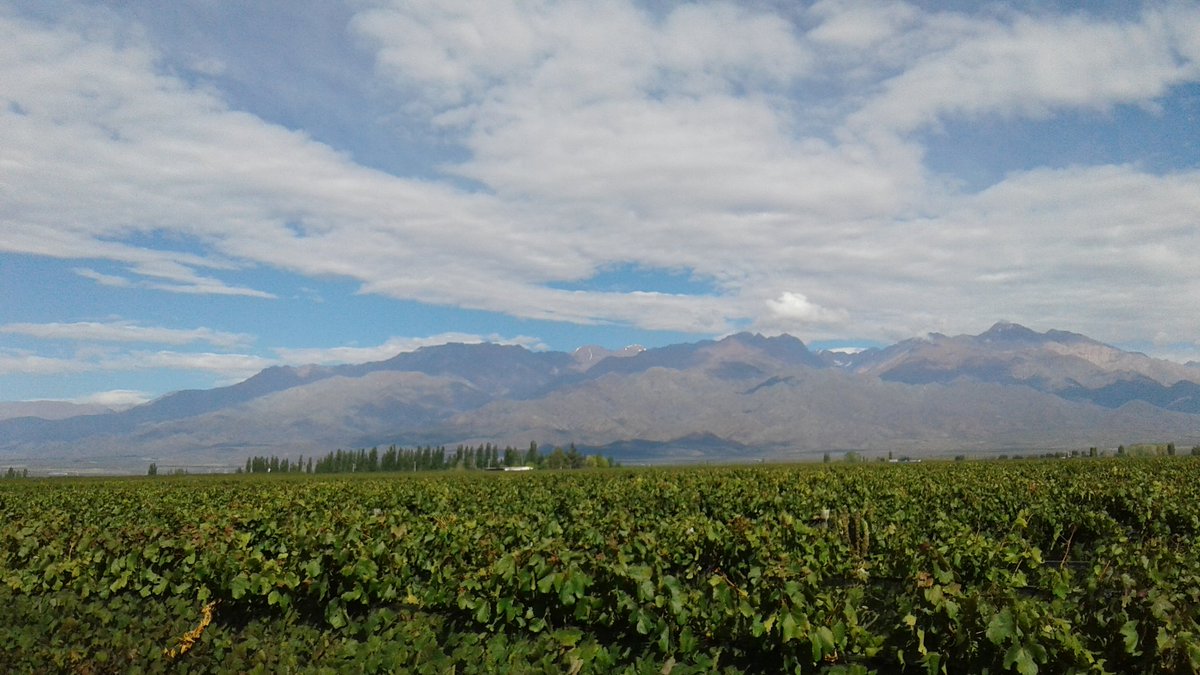 pg_benavides's tweet photo. Muestreo de Uva para Kalós Cru 2017. Esta semana cosechamos.@KalosWines @agus_debernardi @juanilosada https://t.co/j87n6HPdQr