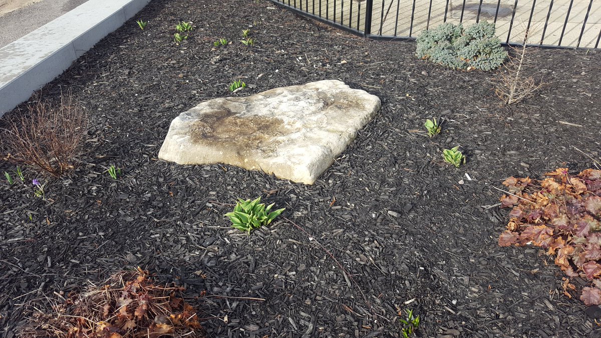 The #canada150 tulips are poking through the soil at Norfolk's War Memorial #CarillonTower. Can't wait to seem the blooming <a href="/NCtyCanada150/">Norfolk Canada 150</a>