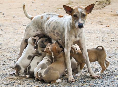 magmabaykus's tweet photo. 4 Nisan Sokak Hayvanları Günü. Dünyada 600.000.000 sokak hayvanı var. #strayanimalday https://t.co/oeWSIycEuR