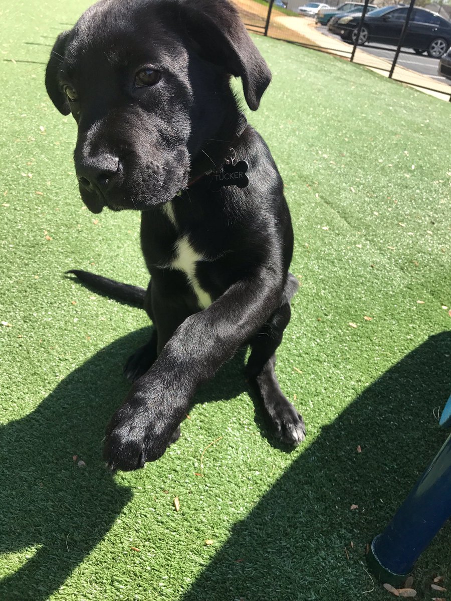 Go4Mose's tweet photo. "So you mean to tell me if I shake your hand I get a treat?" #TuckerTuesday https://t.co/ci5Yk3QX1V