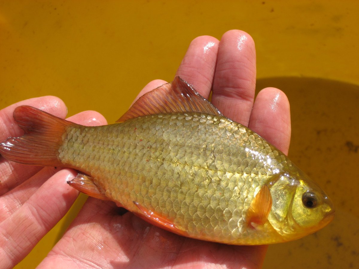 uclponds's tweet photo. Amazing adaptation in #cruciancarp. Predatory fish induce high-backed morph. Compare these fish in ponds with + without eel @GarethDDaviesEA https://t.co/Ee29g0WznC