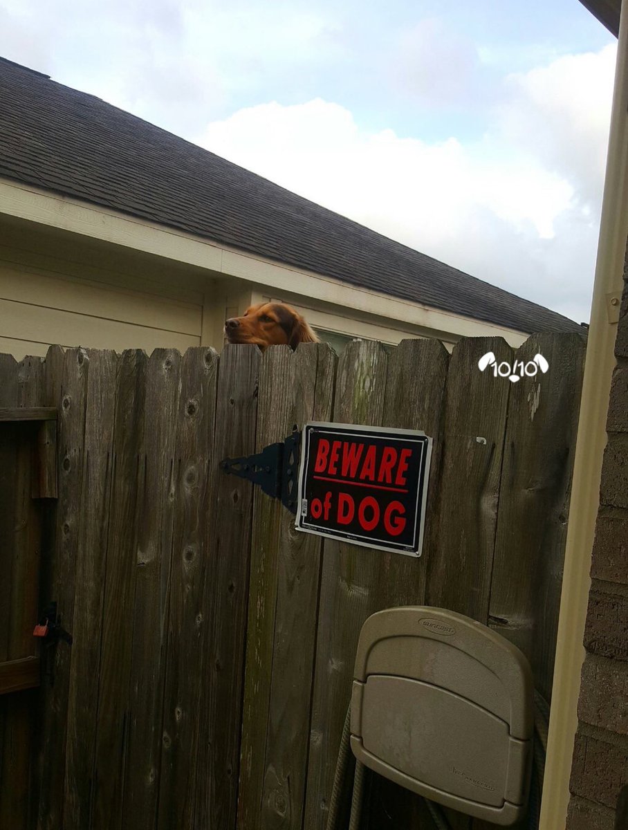 At first I thought this was a dog because of the sign, but it is clearly  Wilson from Home Improvement. Please only send in dogs... 11/10, image size:908x1200