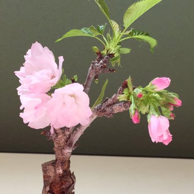 JoeI_Katzz's tweet photo. #新しいプロフィール画像 https://t.co/0lcWiQYKC3