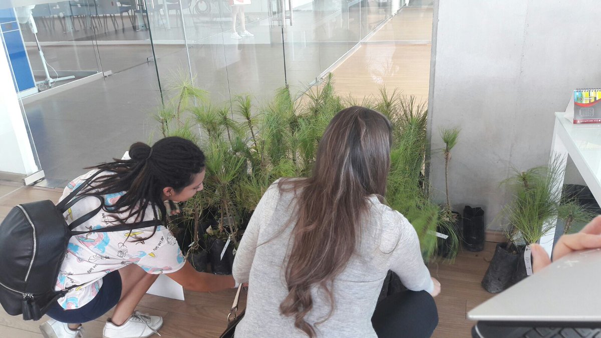 forestaljalisco's tweet photo. "Hoy es un buen día para plantar un árbol" #OpenMind2017 #AbreTuMenteALaInnovación #ClusterForestal https://t.co/CrbXpBKGbG