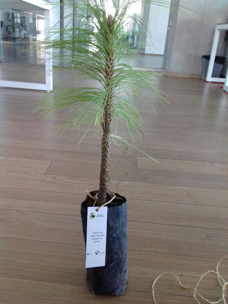 forestaljalisco's tweet photo. "Hoy es un buen día para plantar un árbol" #OpenMind2017 #AbreTuMenteALaInnovación #ClusterForestal https://t.co/CrbXpBKGbG