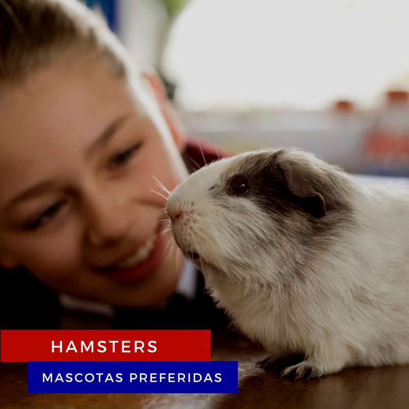 #SabíasQue los hámsters se encuentran entre los 3 animales domésticos más comunes en las casas con niños.

#Mascotas
#Hogar
#Remax