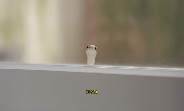 PinkRosxCheeks's tweet image. //I am backz