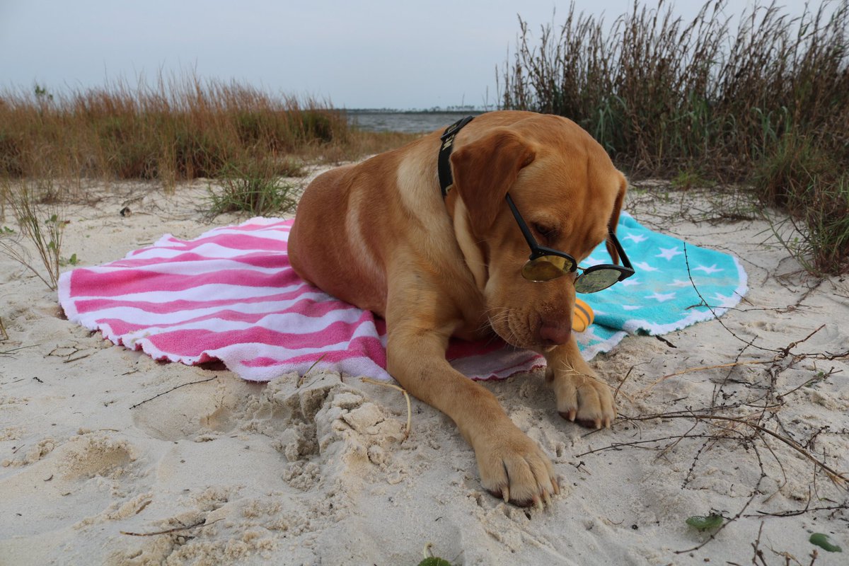 Hank is precious. I love him