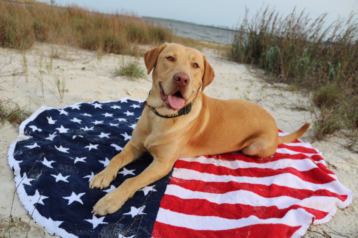 ally langlinais tweet media