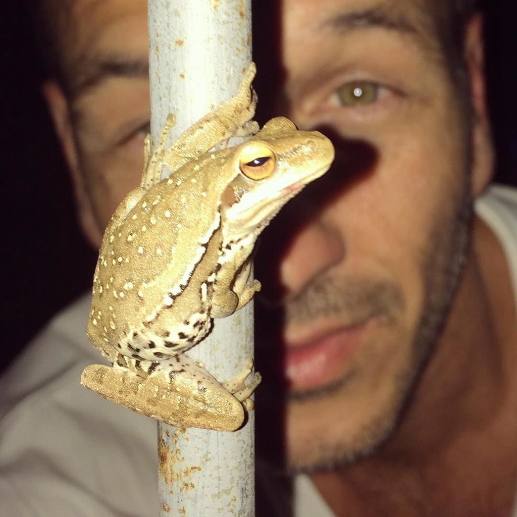 Animalesargen's tweet photo. Rana del zarzal, vive en pajonales y plantas cercanas al agua, mide entre 3,5 y 5,5 cm come insectos, sus cuatro s… https://t.co/cIv9BiiRsV https://t.co/QeZFD6PSCf