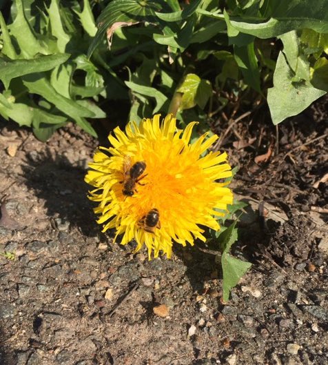LGSpace's tweet photo. This is why leaving dandelions to grow is so important. Especially in urban areas. #notopesticide #saveourbees #bees RT @Brickmakerswood https://t.co/bPLCWmWYND