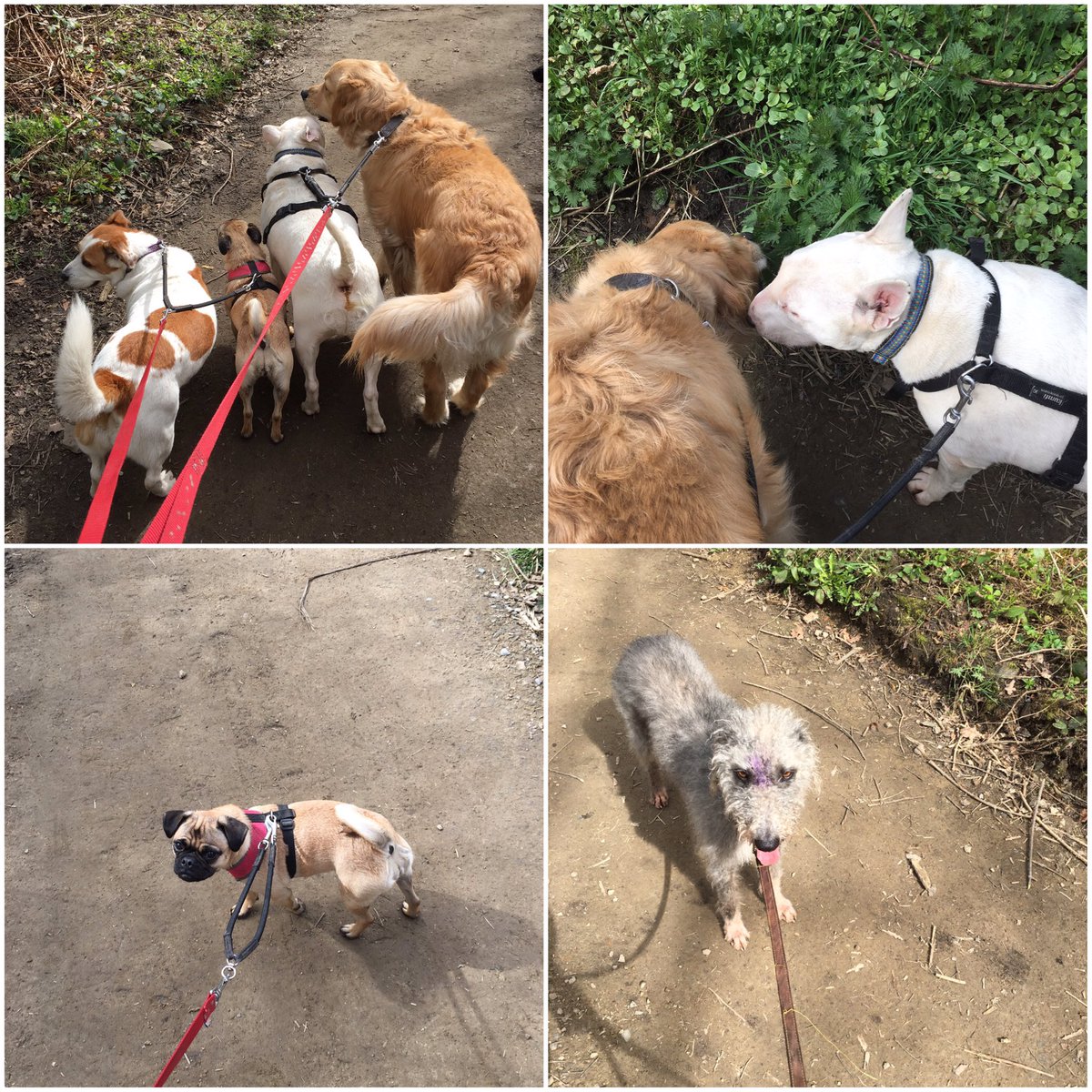 dogwalking70's tweet photo. Out and about with today's gang 🐶 https://t.co/LKE3Ly3jJF