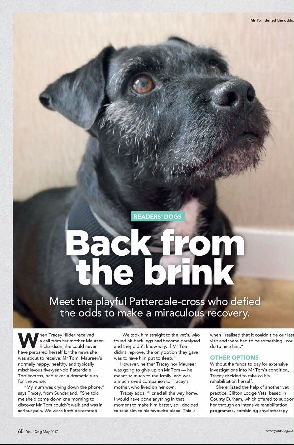 TTAltTherapy's tweet photo. 🔥Read how Mr Tom was healed #MiracleDog #Photizolighttherapy  TWICE PARALYSED #Healed https://t.co/adYvFjsr3M