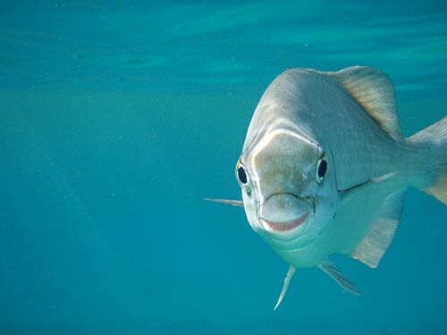 Fish_Feel's tweet photo. #Fish are too sweet to eat! 💙 

#cute #vegan #animals https://t.co/gZvZHefETK