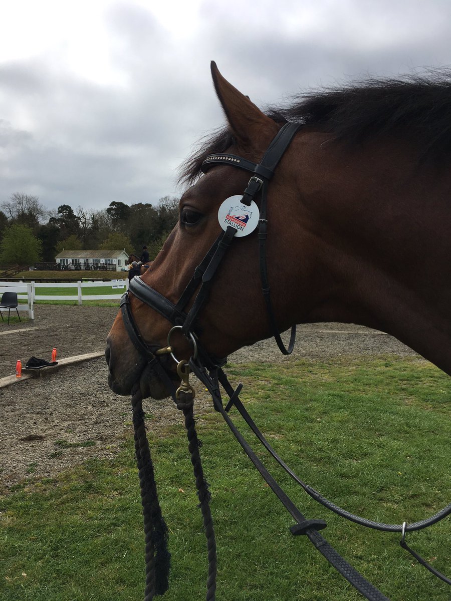 Felt rather redundant with <a href="/GinnyHoweEvent/">Ginny Howe</a> at <a href="/AddingtonManorE/">Addington Manor EC</a> today, who needs a groom when the horse leads himself?! #superstar #stallion