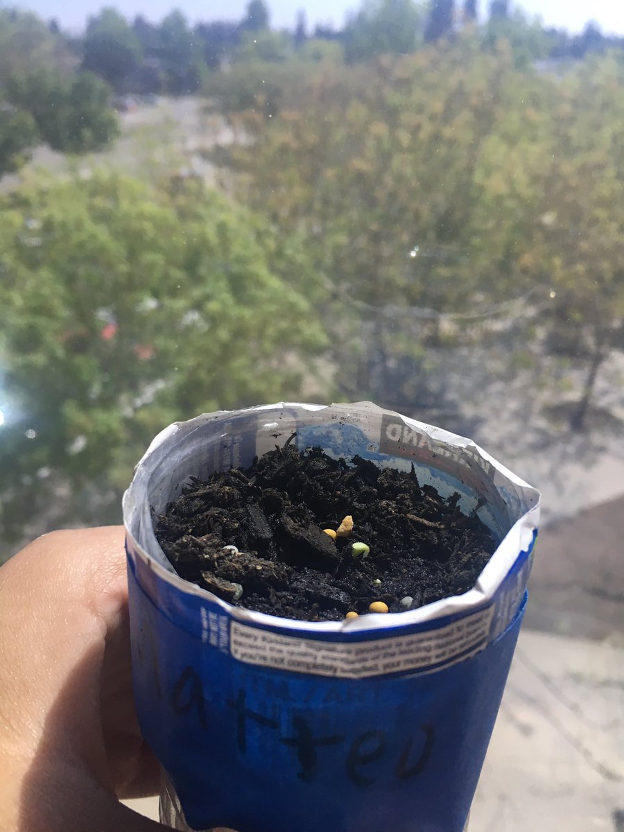 jade_chatman's tweet photo. Planted by the kids and we have our first little sprout! Hydroponics rocks! #nasaaerospaceacademy @NASA_Aerospace @FresnoKremenEdu https://t.co/UMjSkqEWQ2