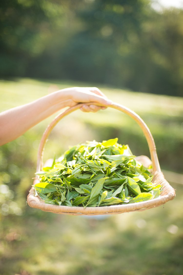 worldteamedia's tweet photo. As Americans’ taste for tea has grown, so has the interest in homegrown teas. https://t.co/xTQzxRm8Nk https://t.co/gUJO3ftktA