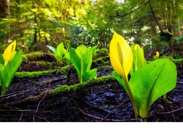 WhidbeyLifeMag's tweet photo. Time for a hike at South Whidbey SP? #myWLM #whidbeyisland #whidbeylifemagazine Click for the story: https://t.co/1wndZvphDf https://t.co/v35DpXQVK3