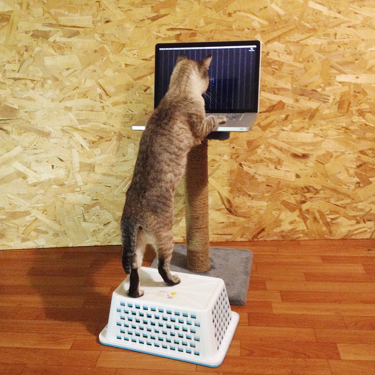 JoinInMovement's tweet image. Check out our purr-fect standing desks (no, this isn't one of them) to help you integrate health into your work day. inmovement.com