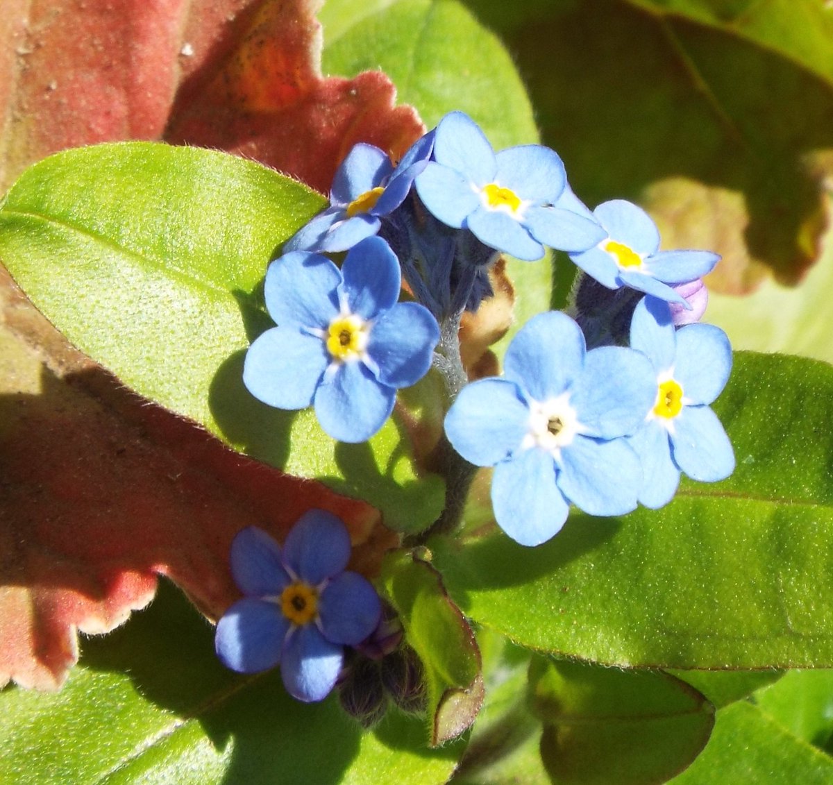 いりちゃん 花と月に魅せられて در توییتر おはようございます きょう4月5日の誕生花はワスレナグサ 花 言葉 思い出 私を忘れないで下さい 真実の愛 友情 誠の愛 真実の恋 や紫花菜 花言葉 変わらぬ愛 癒し 優秀 あふれる智恵 知恵の泉 だそうです