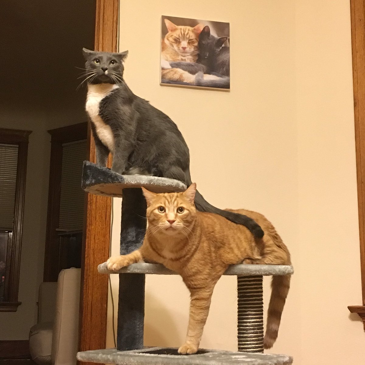puddlesandfred's tweet photo. @catsofinstagram we're Puddles and Fred. Big fans of your IG account!! https://t.co/Foh5kZVMiY